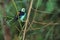 Paradise tanager