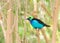 Paradise Tanager bird perched in trees