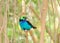 Paradise Tanager bird singing perched in trees
