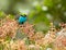 A Paradise tanager with fruits