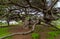 Parador de Mazagon Ancient Pine Tree Natural Monument