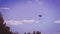 Paraglider flies in the purple sky to land on the ground.