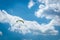 Paraglider paragliding over blue sky with white clouds in summer