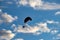 Paraglider silhouette over blue sky