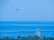 Paragliders flying over the sea coast with a Ferris wheel in the foreground