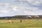 Paragliders flying under blue sky in a green field