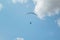 Paragliding sport summer paraglide parachute,  active