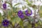 Paraguay nightshade Lycianthes rantonnetii