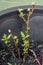 Paraguayan Purslane Plant