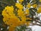 Paraguayan Silver Trumpet Tree, Silver Trumpet Tree, Tree of Gold, Tabebuia argentea Britton, Bignoniaceae yellow flower blooming