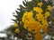 Paraguayan Silver Trumpet Tree, Silver Trumpet Tree, Tree of Gold, Tabebuia argentea Britton, Bignoniaceae yellow flower blooming