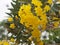 Paraguayan Silver Trumpet Tree, Silver Trumpet Tree, Tree of Gold, Tabebuia argentea Britton, Bignoniaceae yellow flower blooming