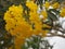 Paraguayan Silver Trumpet Tree, Silver Trumpet Tree, Tree of Gold, Tabebuia argentea Britton, Bignoniaceae yellow flower blooming