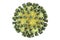 Parainfluenza virus illustration