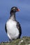 Parakeet auklet that sits on a rock summer