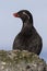 Parakeet auklet who sits behind a rock summer day