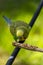 parakeet bird eating seeds standing on a wire, background with bokeh, beautiful colorful bird, mexico