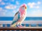parakeet bird Pink and white full