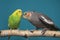 Parakeet and Cockatiel