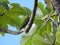 Parakeet in Costa Rica