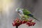 Parakeet,feeding on wild fruits,