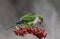 Parakeet,feeding on wild fruits,