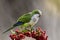 Parakeet,feeding on wild fruits,