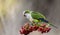 Parakeet,feeding on wild fruits,