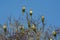 Parakeet,feeding on wild fruits,