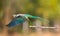 Parakeet flight from a perch shot in india