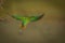 Parakeet flight showing its back is so beautiful