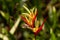 Parakeet flower, Heliconia psittacorum