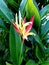 Parakeet flower or Heliconia Psittacorum  with foliage