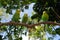 Parakeet green and yellow birds under canopy of tree branches