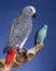 Parakeet and Grey Parrot