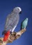 Parakeet and Grey Parrot