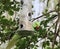 Parakeet hanging from bird feeder