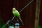 A parakeet hanging on a clothes line