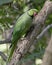 Parakeet Long-tailed
