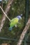 Parakeet in the Park Cartagena