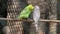 the Parakeet parrots pair birds love is standing on the ledge