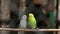 Parakeet parrots pair birds love is standing on the ledge