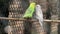 Parakeet parrots pair birds love is standing on the ledge. with blur background