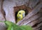 Parakeet peeks out of her nest in the coconut.