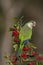 Parakeet perched on a bush with red berries , La Pampa,