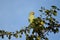 A Parakeet perched high on tree
