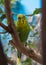 Parakeet Portrait