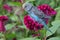 A parakeet resting in a bush.