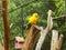 Parakeet resting on tree trunk at zoo