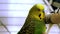 Parakeet yellow and green